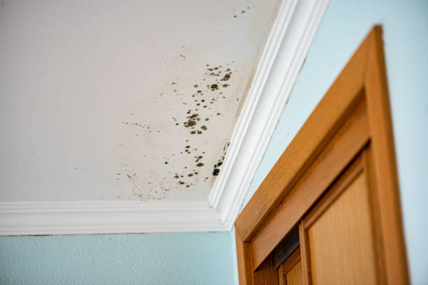 Medina, OH Mold Remediation Company
