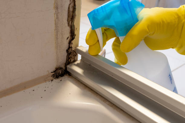 Best Black Mold Remediation in Medina, OH