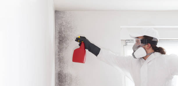 Best Bathroom Mold Remediation in Medina, OH