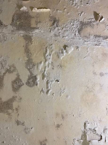 Best Localized Mold Remediation (e.g., coastal areas, humid climates) in Medina, OH